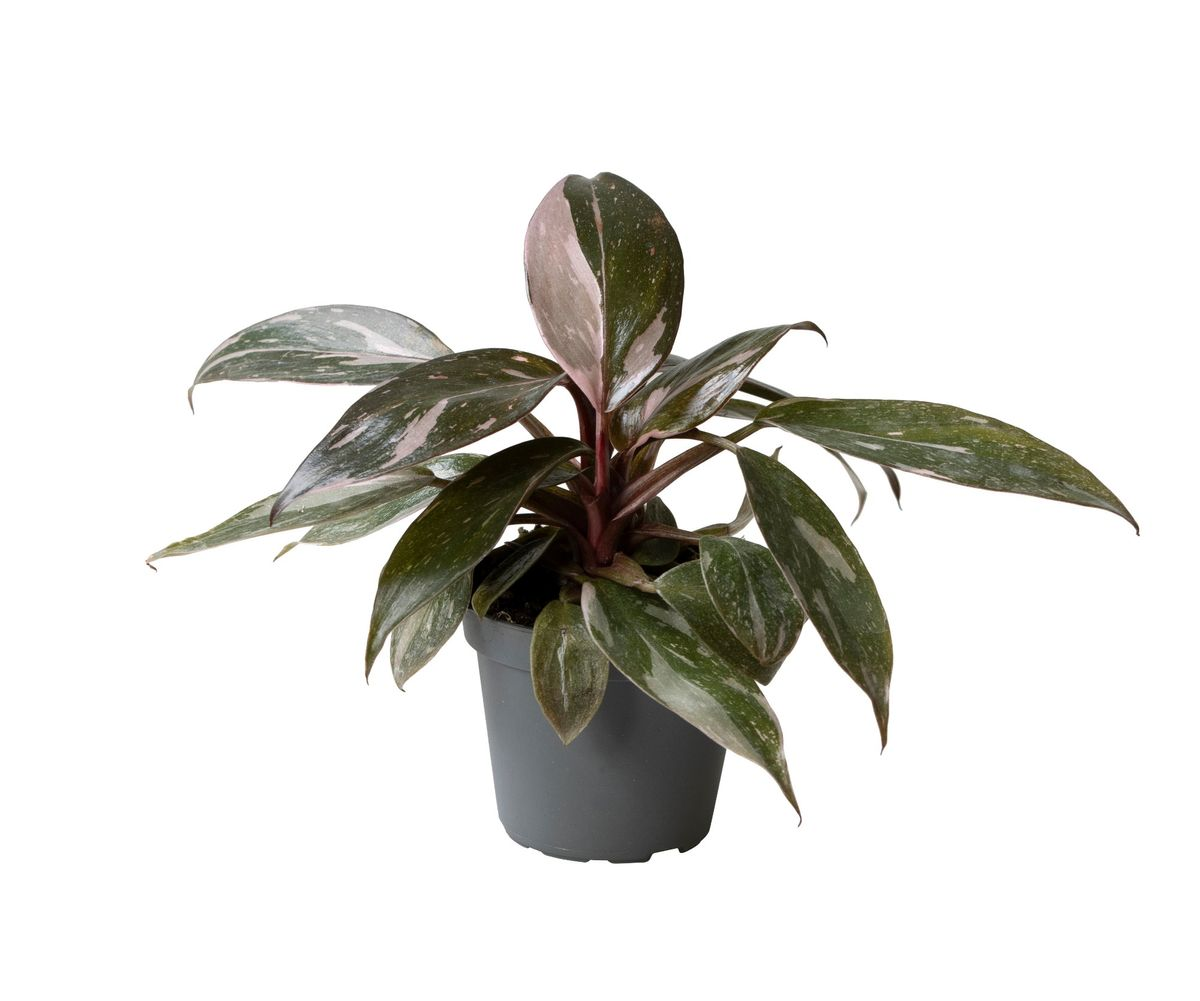 Baby Philodendron Pink Princess Marble