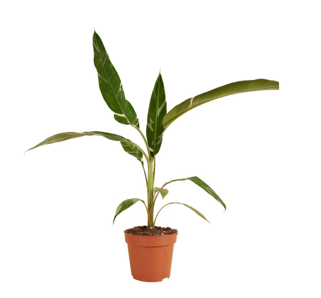 Zimmerbanane Musa Florida Variegata