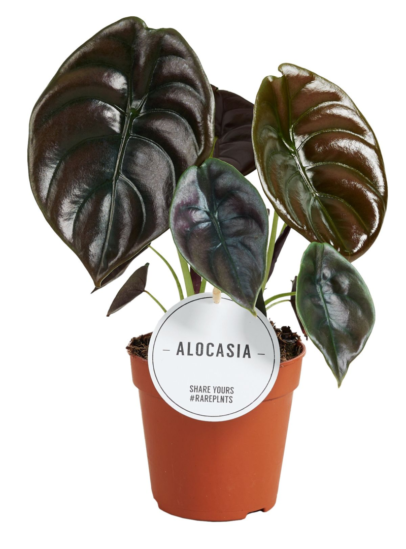 Alocasia Cuprea Red Secret
