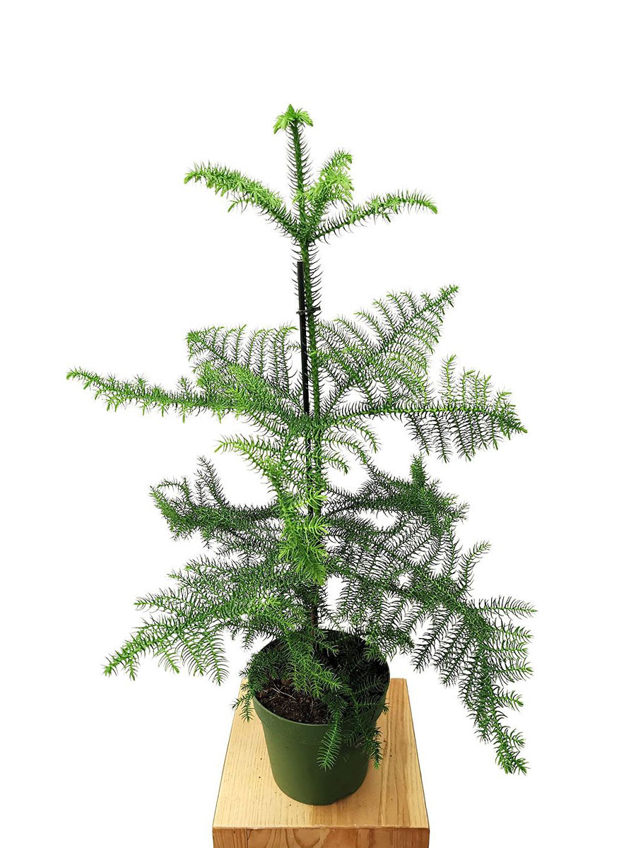 Zimmertanne Araucaria Heterophylla M