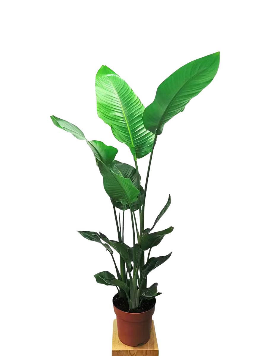 Strelitzia Nicolai L