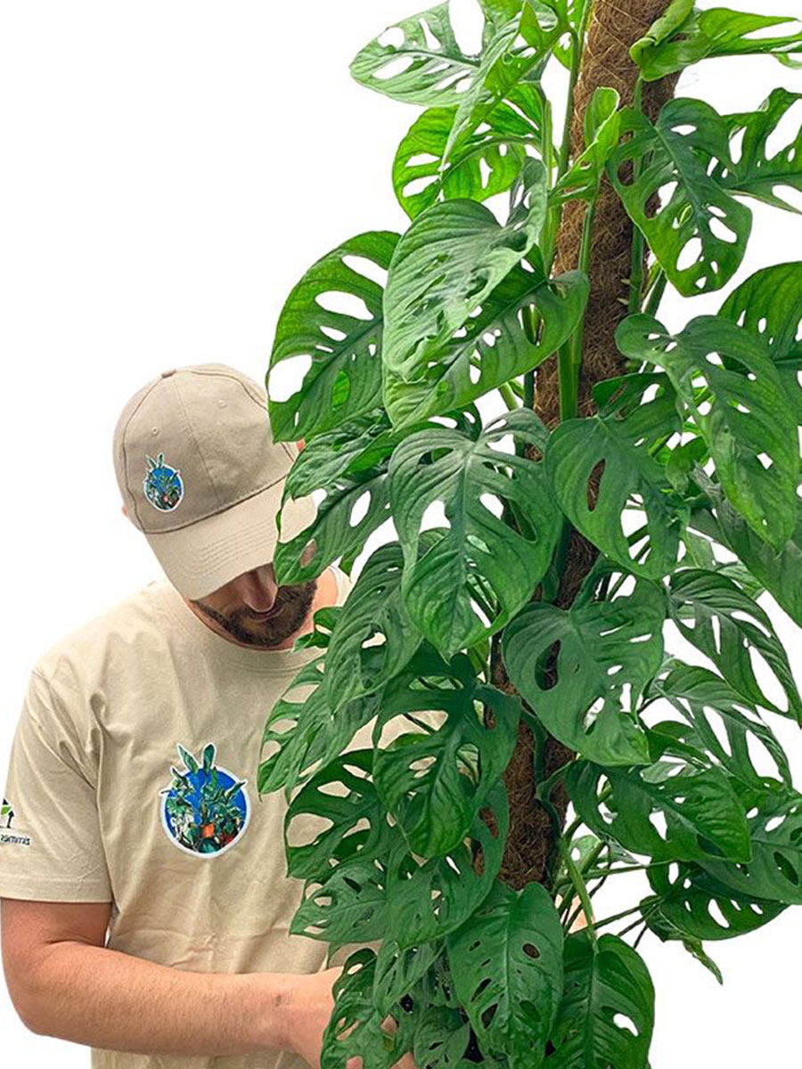 Monstera Monkey Moosstab