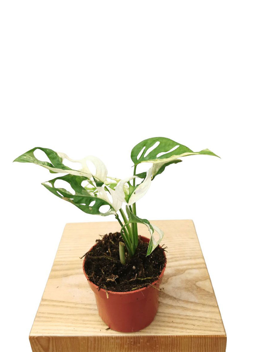 Monstera Adansonii Variegata