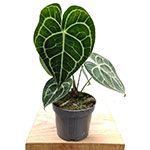 Anthurium