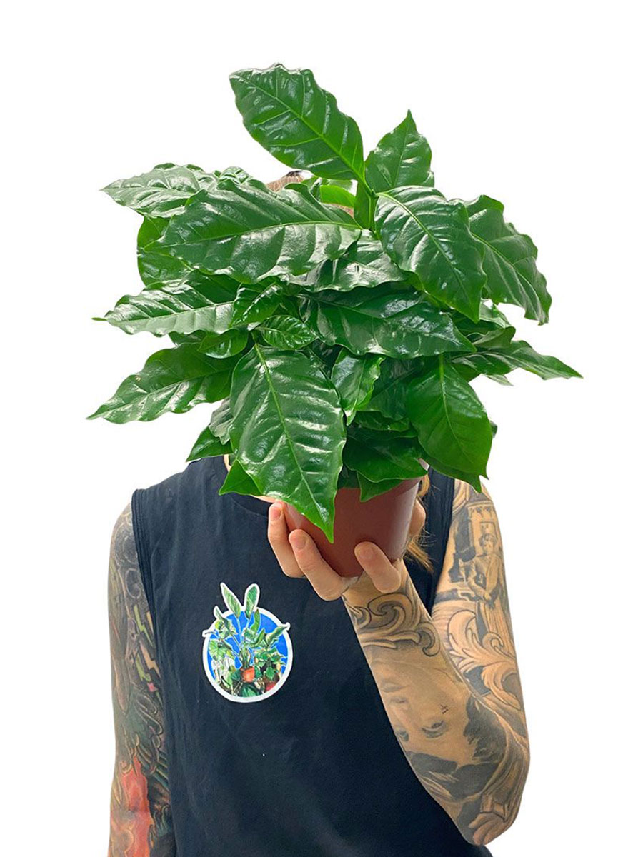 Kaffeebaum Coffea Arabica