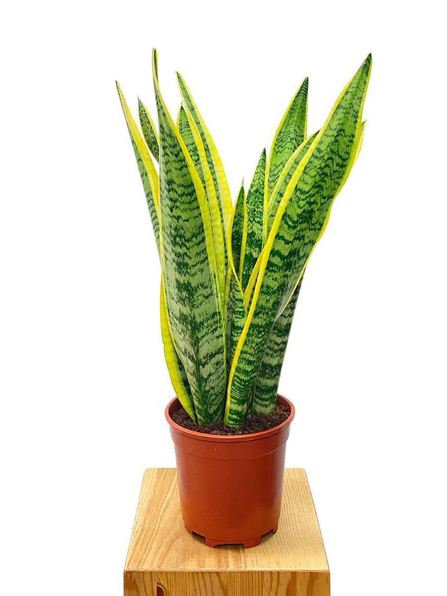 Bogenhanf Sansevieria Laurentii M