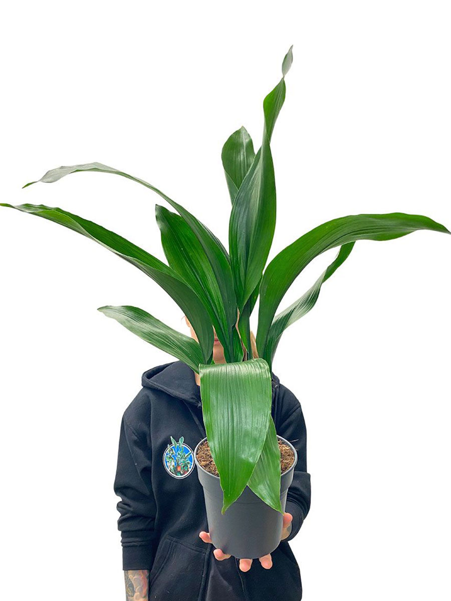 Schusterpalme Aspidistra Elatior