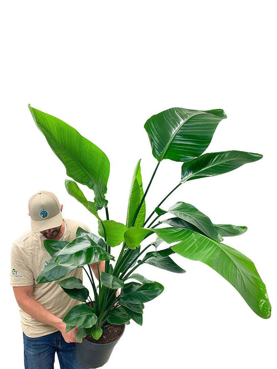 Strelitzia Nicolai XL