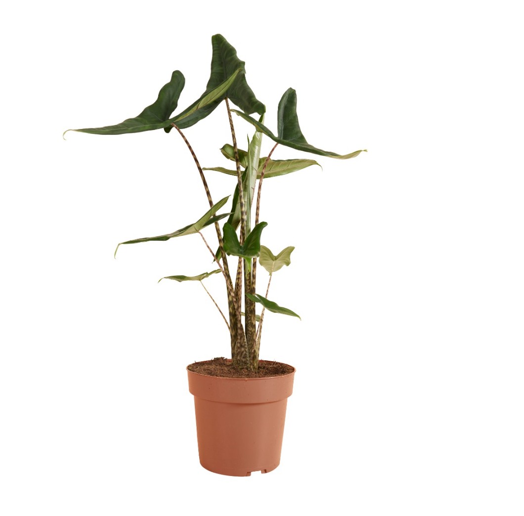 Alocasia Tigrini