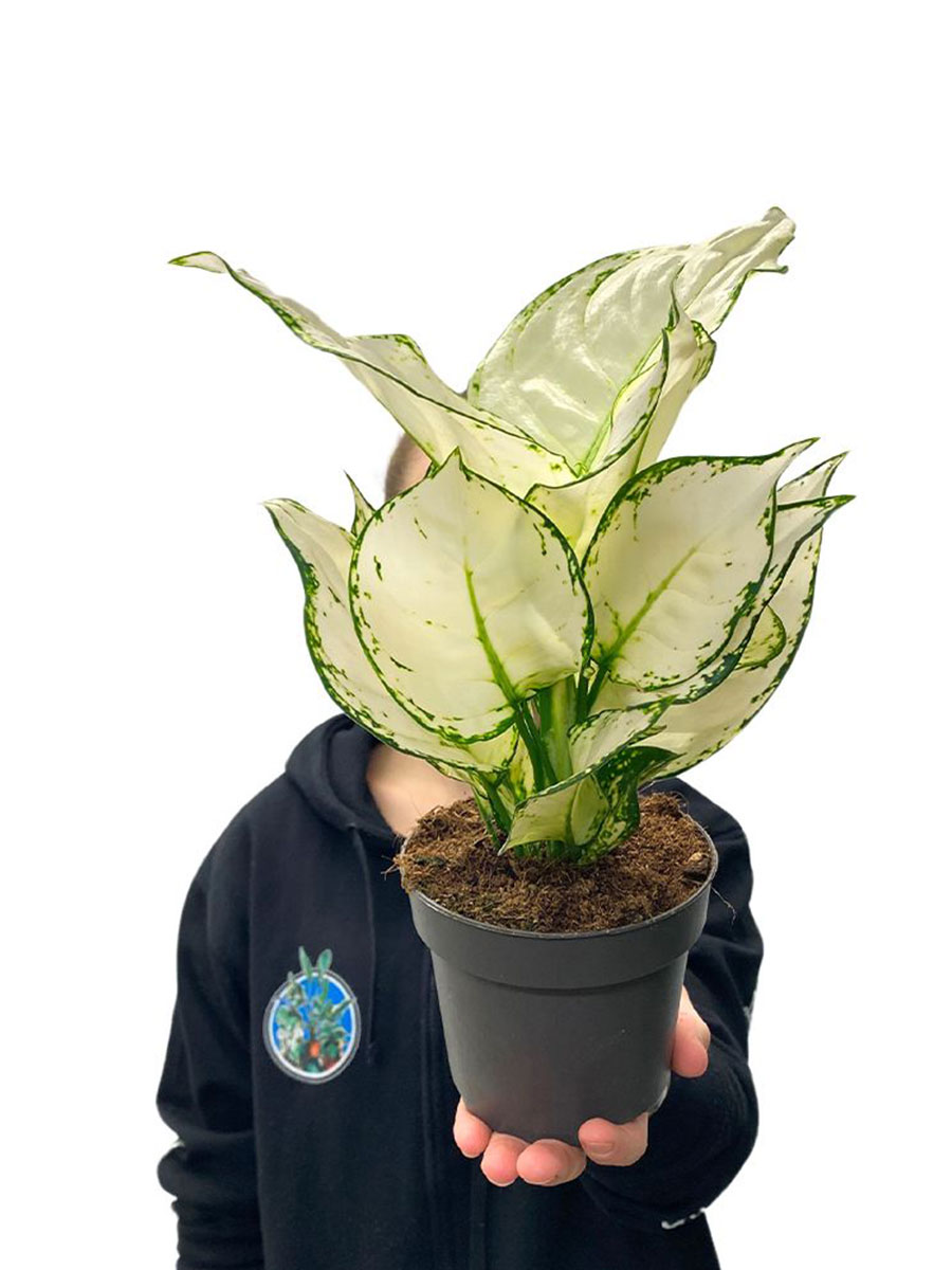 Aglaonema White Joy 