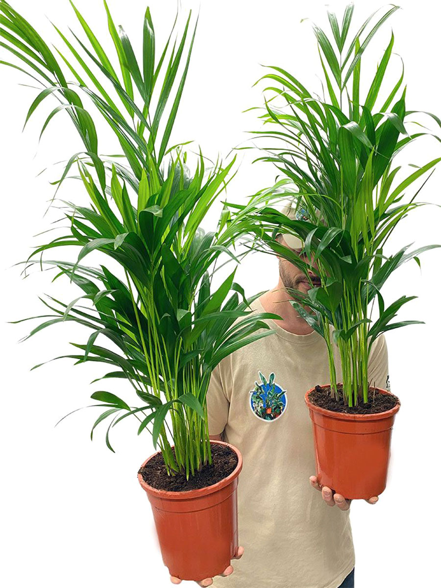 Areca Goldfruchtpalme