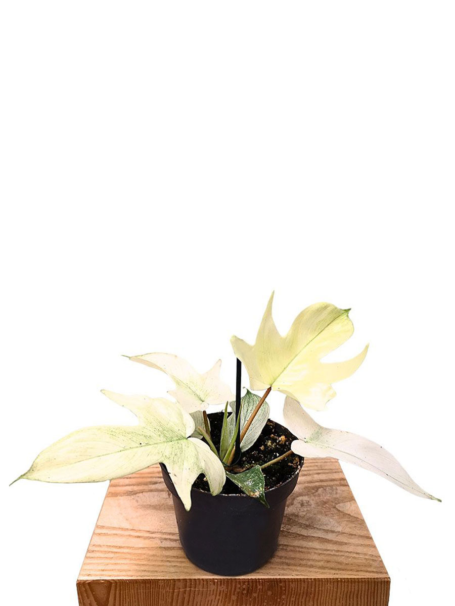 Philodendron Florida Ghost