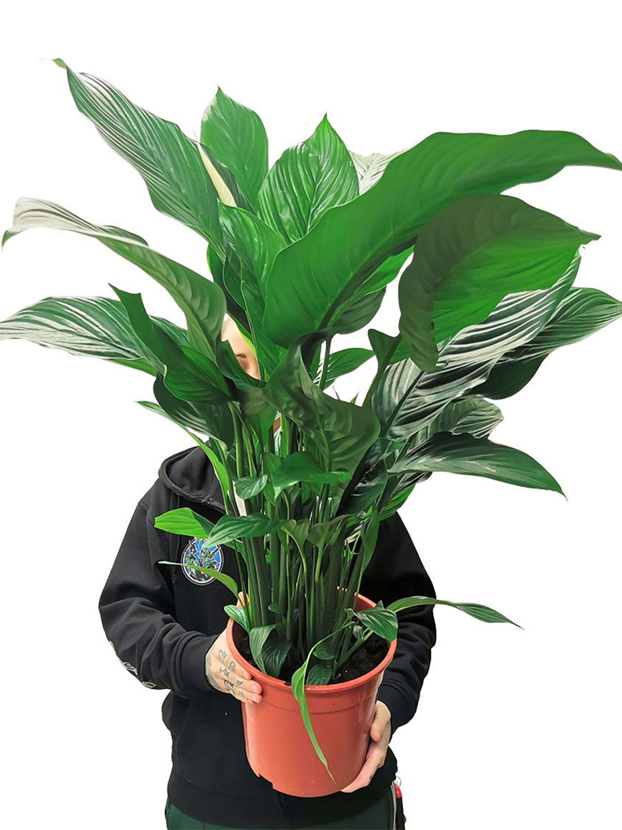 Spathiphyllum Wallisii