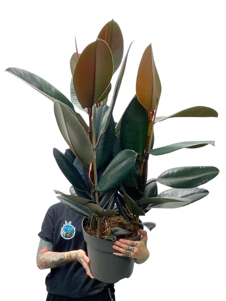 Gummibaum Ficus Abidjan