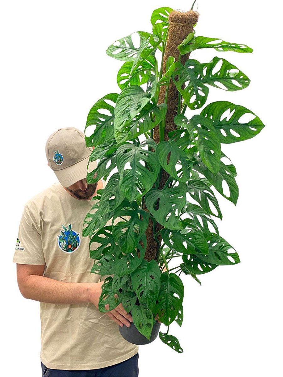 Monstera Monkey Moosstab