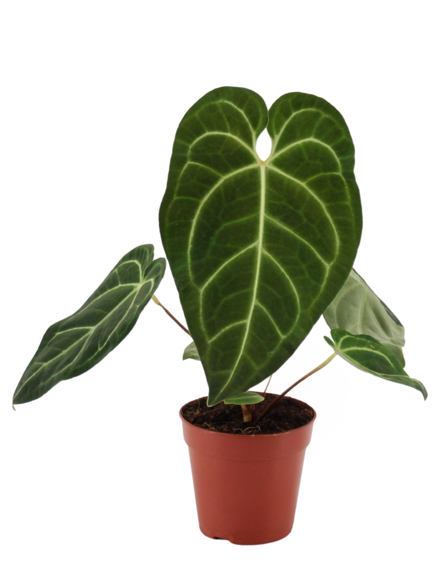 Anthurium Regale