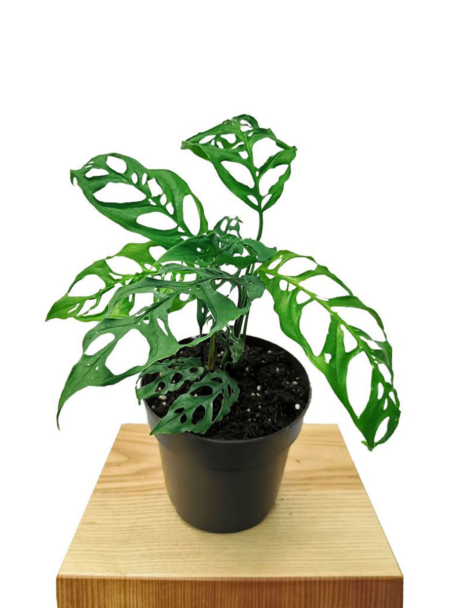 Monstera Obliqua Peru