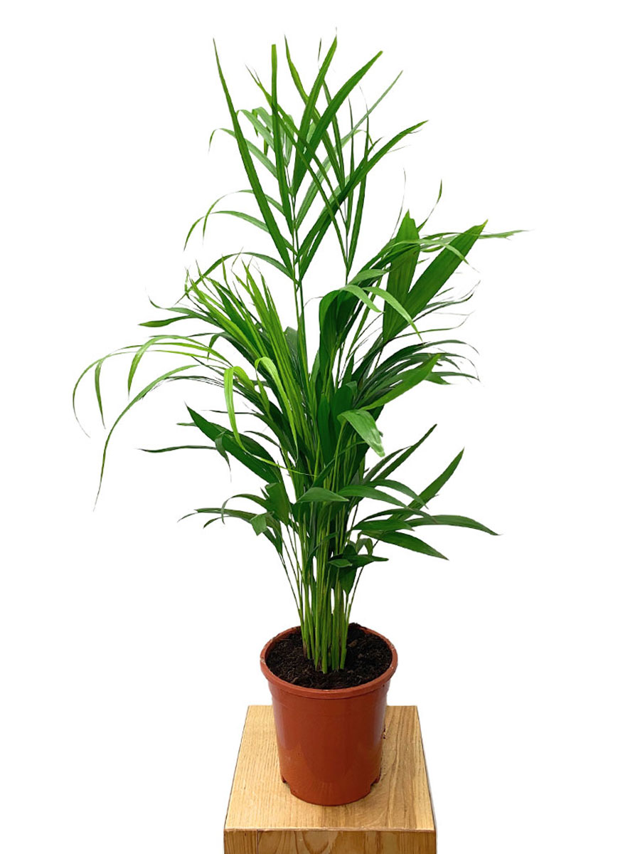 Areca Goldfruchtpalme